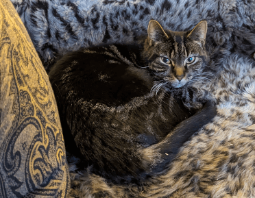 A tabby cat relaxes on a sofa.