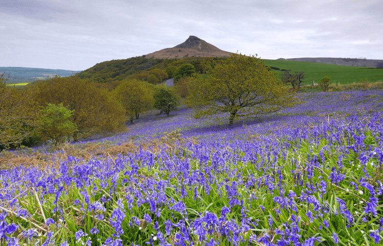 Bluebells blanket the fields beneath the distinctive conical shape of Roseberry Topping hill.