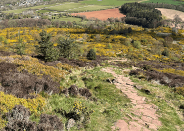 Views over heather beside the path on Borders Abbeys Way.