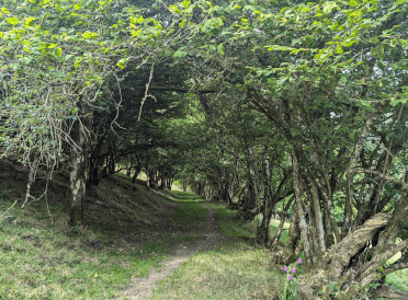 Skinny-limbed trees curve over a bare earth path, creating a green tunnel.