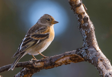 A smaller brambling perches on a stick.