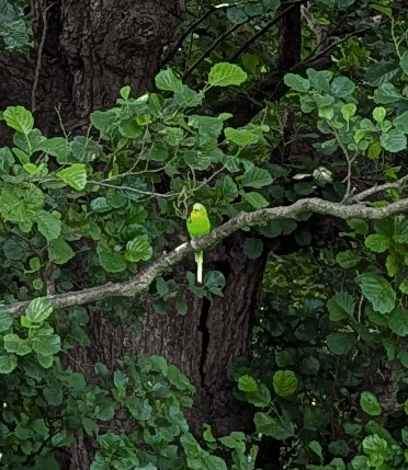 A bright green budgerigar sits in a tree in the Shropshire Hills. Baffling.