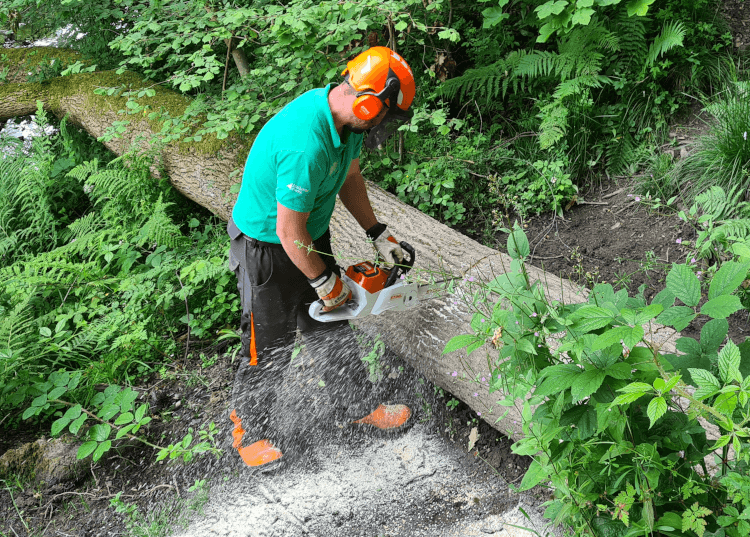 Park Ranger Matty uses a chainsaw to cut into a large fallen tree that's blocking the way.