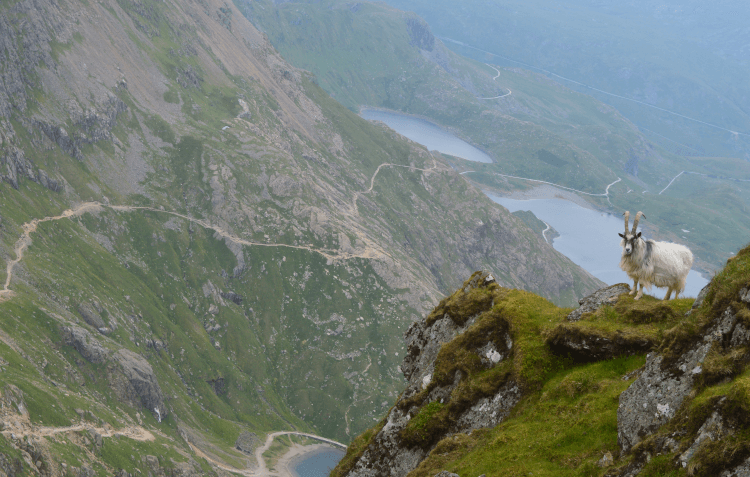 A goat peers out from a rocky crag on the slopes of Snowdon, with the views falling away far far below to a narrow track picking its way across the scree.