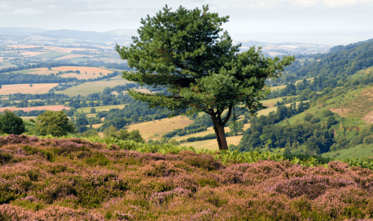On the Coleridge Way, views over the moors lead past a single tree and down over the patchwork fields beyond.
