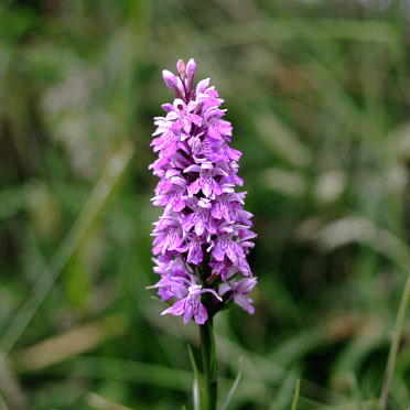 A common spotted orchid, delicate purple blooms growing from a central green spike.