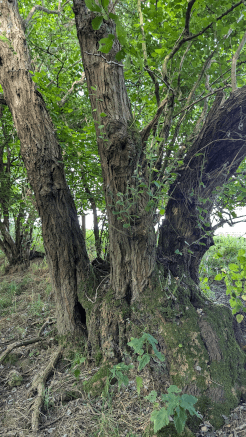 A willow that was coppiced and has since produced three thick stems from ground level.