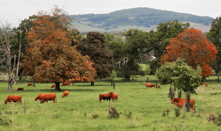 Cows in a field, as seen on the Cotswolds Highlights trail in autumn.