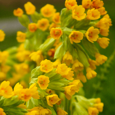 The yellow petals of a cowslip wildflower.