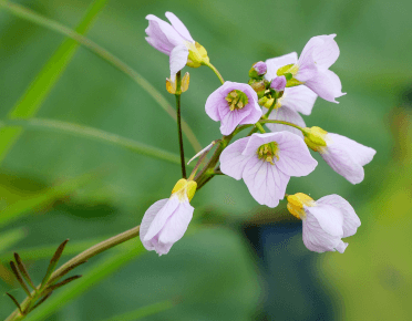 A sprig of delicate pink and yellow flowers, known as cuckooflowers.