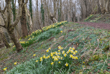 Daffodils line a woodland path on the Usk Valley Walk.