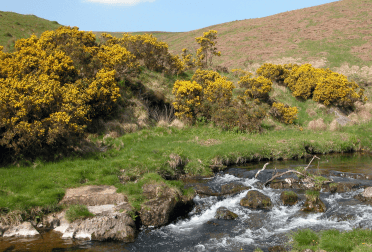 A brook runs in the foreground beneath gorse in yellow flower on rocky moorland terrain.