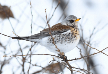 A white-breasted fieldfare perches on skinny winter branches.