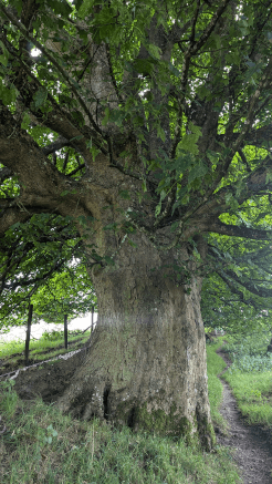 A huge acer grows beside the Shropshire Hills footpath. This tree is several metres around, with exposed roots and wide-spreading branches.