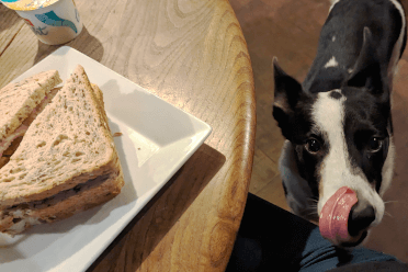 A collie-cross licks her lips, watching a sausage sandwich from beneath a wooden pub table.