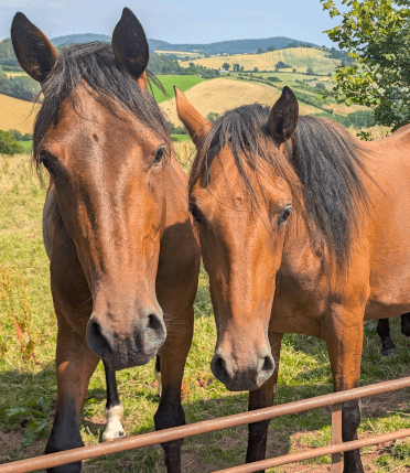 An inquisitive pair of chestnut horses lean over the fence to inspect the camera.