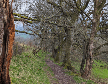 The Usk Valley Walk is a beaten dirt path between a row of trees and a farm fence just outside Talybont, leading into windswept farmland.