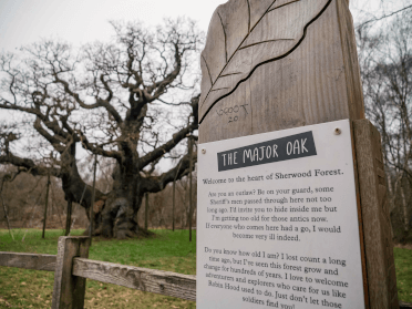 An information board describes Major Oak, seen in the background. The tree is ancient and sprawling, propped up with lengths of wood.