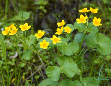 Marsh marigolds, a broad-leafed plant that grows in pond verges and produces big yellow cup-shaped flowers like these.