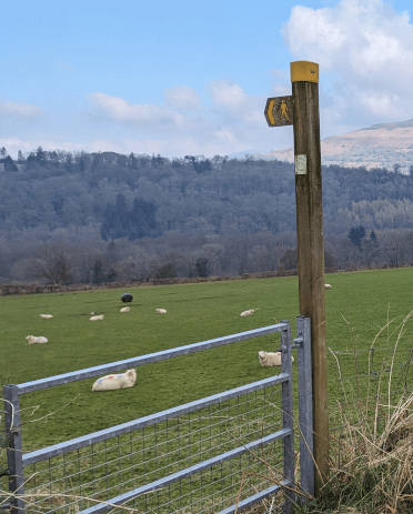 An Usk Valley Walk fingerpost points the way through a field of sheep, with entry granted by a brand new galvanised gate.