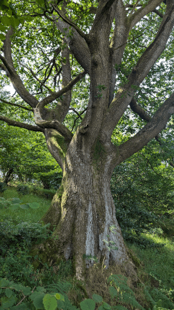 An old oak grows at the pathside in a woodland, with gnarled old arms reaching up into the canopy.