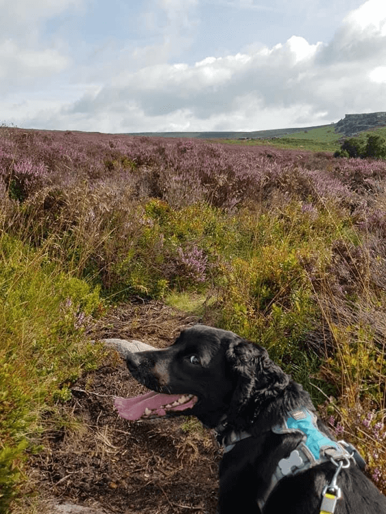 Oscar in the foreground of the purple heather on the way to Surprise View
