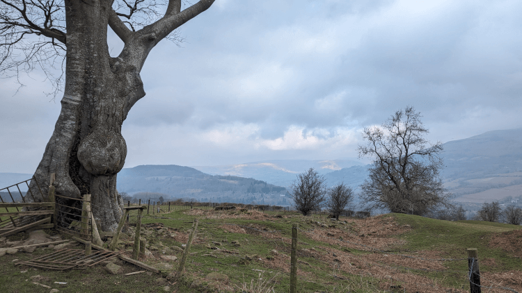A tree with a sizeable burl grows from windswept land on this high-up part of the Usk Valley Walk, with a row of trees marching down into the valley beyond and the hills rising further out still.