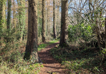 A well-worn path winds between tall conifer trees in a sun-dappled bit of woodland.