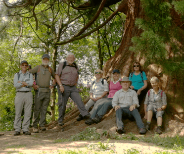 A group of walkers in summer gear shelter from the sun in the shade beneath a towering sequoia on the Usk Valley Walk.