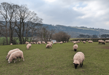 A field of sheep with the River Usk running in the distance.