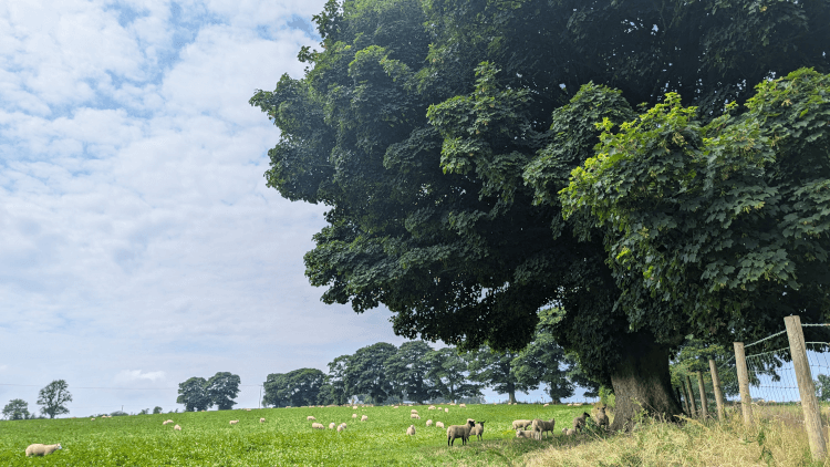 Several sheep shelter from the sun beneath an enormous acer growing from the fenceline.