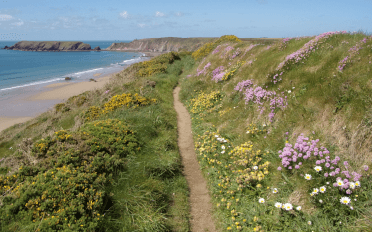 The Pembrokeshire Coast Path follows a narrow straight dirt path between bushes full of spring flowers, with a beach off to the left and a rocky headland in the distance.