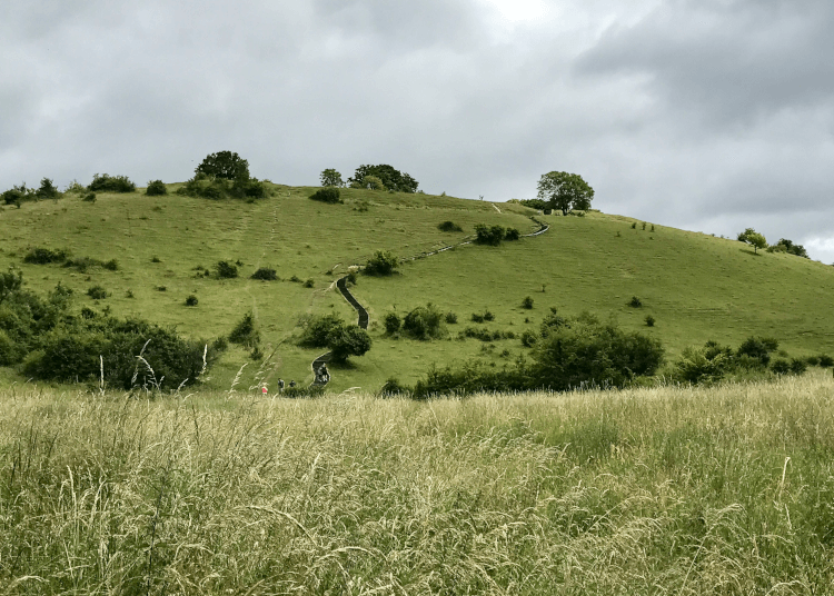 St Catherine's Hill, a rounded green hill with a few deciduous trees and a distinctive zig-zag path heading up it, with fields of long grass and wildflowers in the foreground.