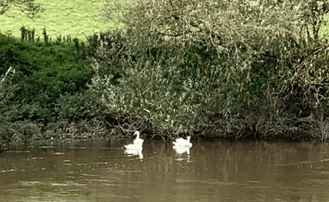 A pair of swans bob on the River Wye.