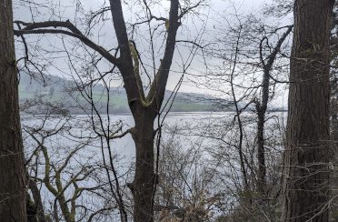 Views between the tree trunks of the Talybont Reservoir beyond.