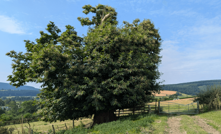 An enormous old tree grows beside a gate. It's incredibly squat, wide trunk only visible up to a metre off the ground, after which the greenery takes over.