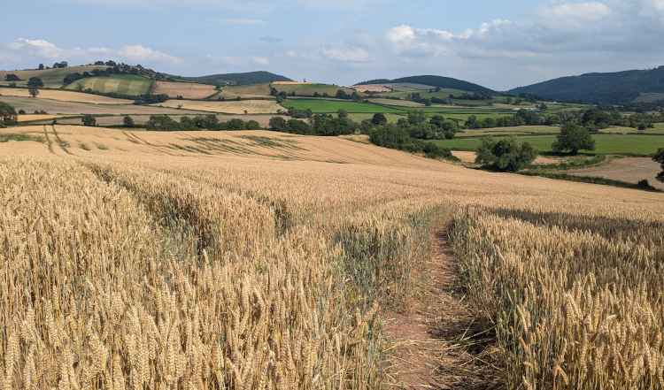 A hillside covered in golden wheat, with a path cut through for walkers.