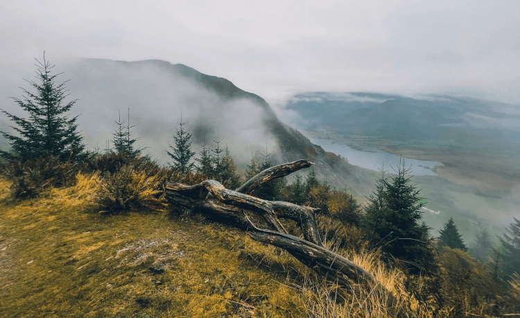 Views over the hills and valleys from Whinlatter Forest include conifer woodland, yellow moors and a covering of fog.