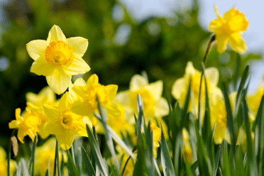 A clutch of daffodils up close.