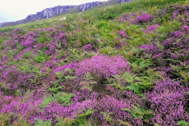 Purple wildflowers grow from low-lying heather near Stanage Edge.