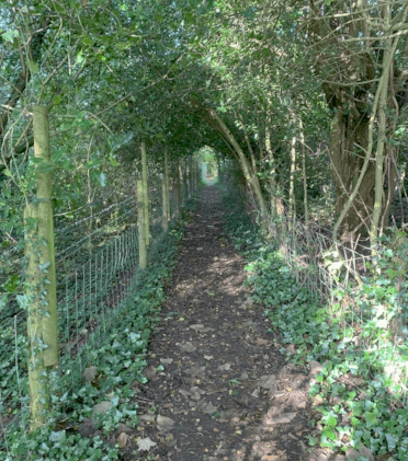 A well-beaten earth pathway leads along a fenceline between a bower of shady trees.