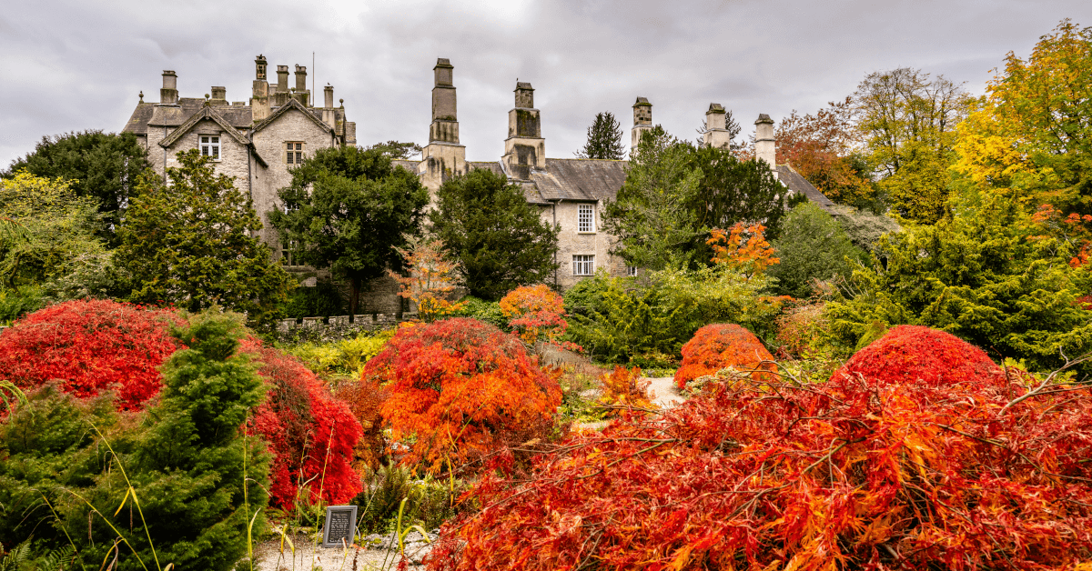 Sizergh Castle sits surrounded by its gardens, with large numbers of Japanese Maple in full autumn red.