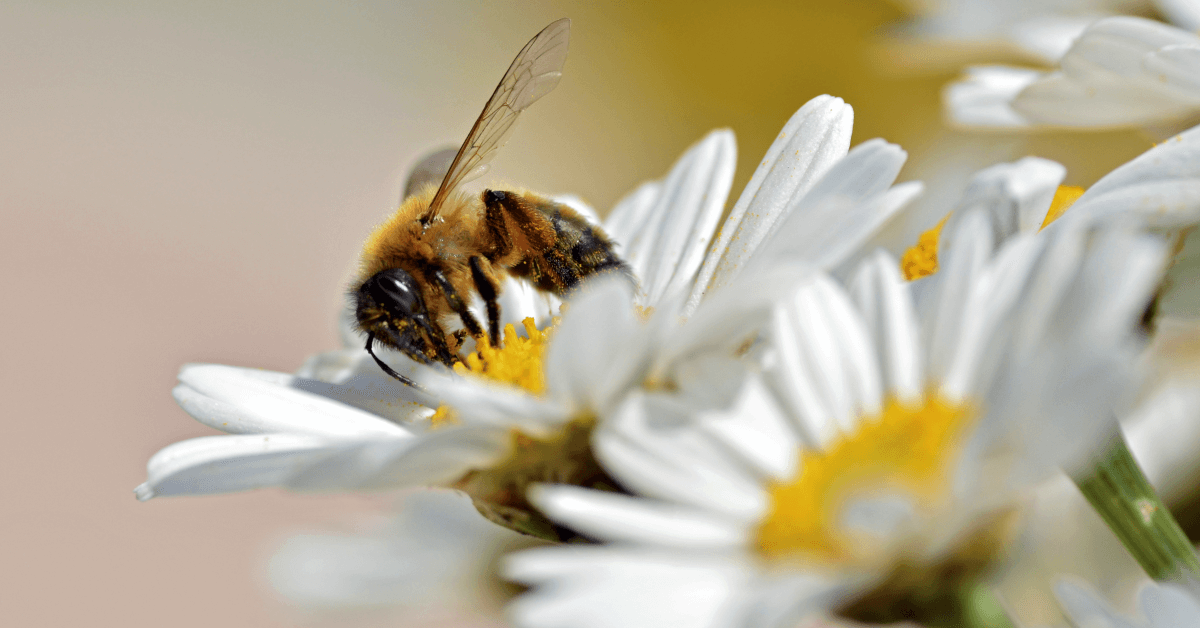 Image for England's Best Wildflower Walks