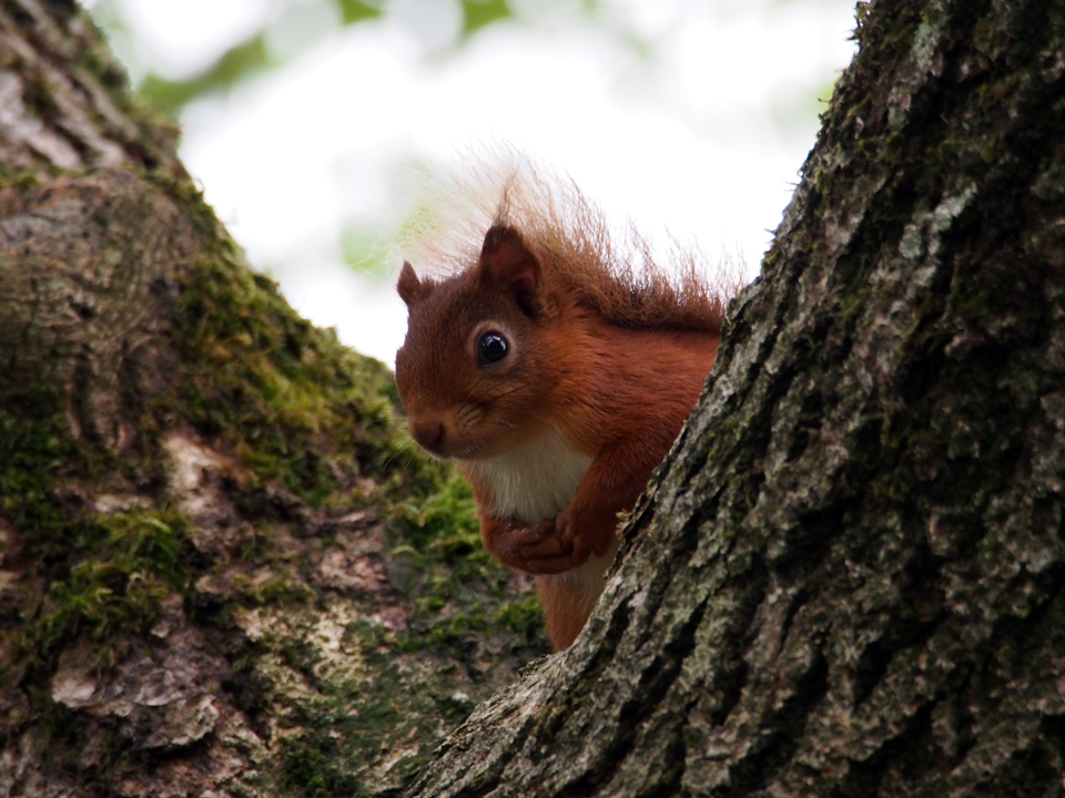 Red Squirrel Time — Contours Walking Holidays