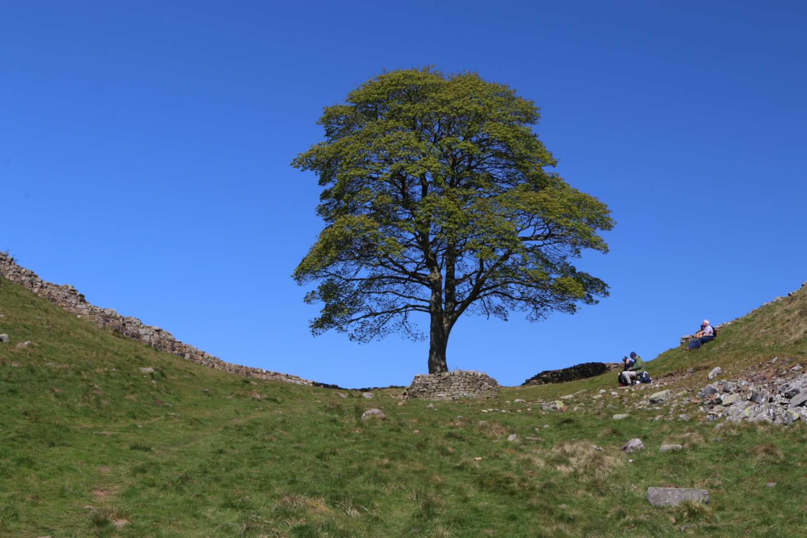 Trees on Hillock near Walltown Hadrian's Wall Path National Trail